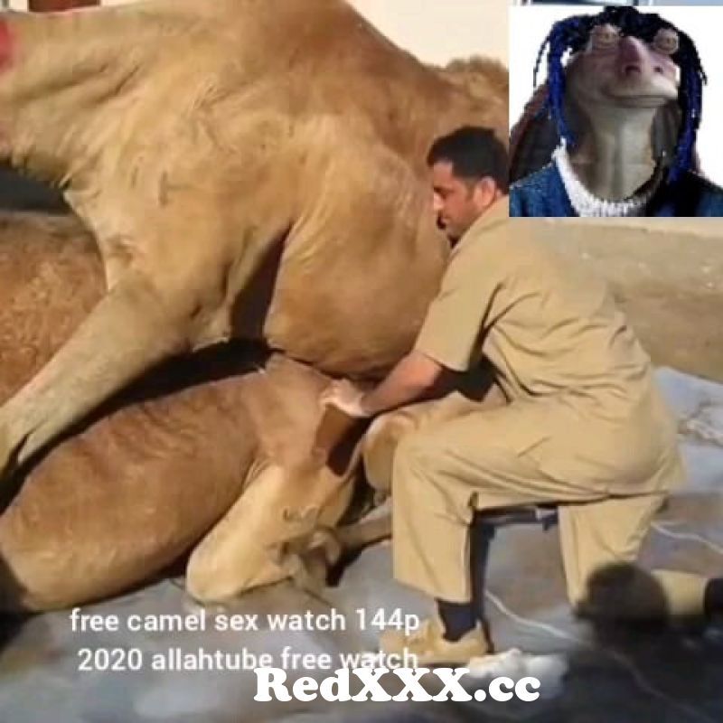 Porno camel