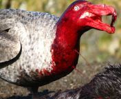 Northern giant petrel covered with blood after eating elephant seal pup from fist night suhag rat open seal pack blood sex